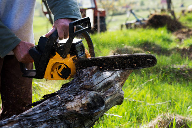 Best Tree Disease Treatment  in Lakeland, FL