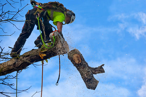 Best Hazardous Tree Removal  in Lakeland, FL